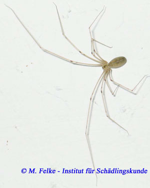 Abb. 2: Die Große Zitterspinne (Pholcus phalangoides) gehört zur Gruppe der Webspinnen (Araneae)