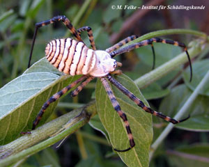 Abb. 1: Im Unterschied zu Insekten, die nur sechs Laufbeine haben, besitzen Webspinnen (Araneae) acht Laufbeine