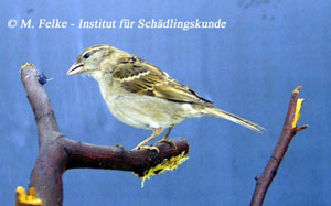 Abbildung 2: Weibliche Haussperlinge (Passer domesticus) sind weniger kontrastreich gefärbt als die Männchen