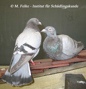 Abb. 1: Verwilderte Haustauben (Columba livia domestica) können Parasiten und humanpathogene Krankheitserreger übertragen