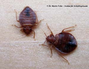 Bettwanze (Cimex lectularius)
