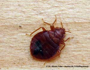 Abbildung 4: Die Feuerwanze (Pyrrhocoris apterus) ist wesentlich auffälliger gefärbt als die Gemeine Bodenwanze (Rhyparochromus vulgaris)