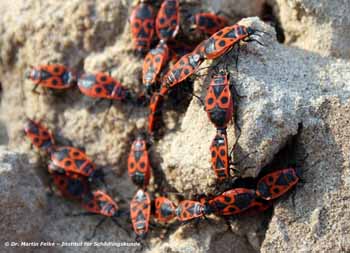 Abb. 2: Die Feuerwanze (Pyrrhocoris apterus) ist deutlich farbiger als die Gemeine Bodenwanze (Rhyparochromus vulgaris)	