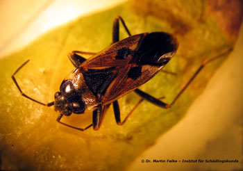 Abb. 1: Gemeine Bodenwanzen (Rhyparochromus vulgaris) sind in Mitteleuropa weit verbreitet