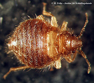 Abb. 4: Die Schwalbenwanze (Oeciacus hirundinis) ist im Gegensatz zur Gemeinen Bodenwanze (Rhyparochromus vulgaris) ein Hygieneschädling	