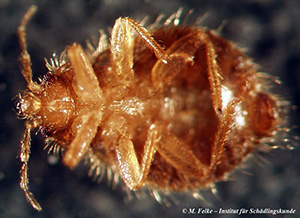 Abb. 2: Schwalbenwanze (Oeciacus hirundinis) - Ventralansicht