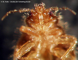 Abb. 4: Die Schwalbenwanze (Oeciacus hirundinis) besitzt viergliedrige Antennen