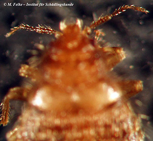 Abb. 3: Blick auf die Mundwerkzeuge der Schwalbenwanze (Oeciacus hirundinis)