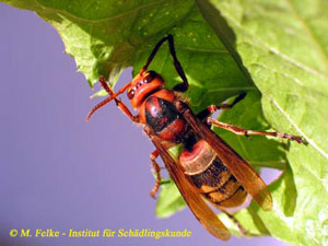 Hornisse (Vespa crabro)