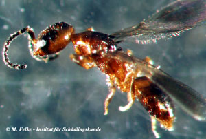 Abb. 2: Geflügeltes Männchen der Plattwespe Cephalonomia gallicola