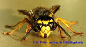 Abbildung 3: Im Gegensatz zur der Sächsischen Wespe (Dolichovespula saxonica) gehört die Deutsche Wespe (Paravespula germanica) zu den sog. Kurzkopfwespen