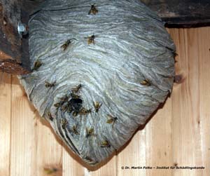 Abbildung 5: Das Nest der Sächsischen Wespe (Dolichovespula saxonica) ist grau gefärbt und hat die Form einer Erdbeere