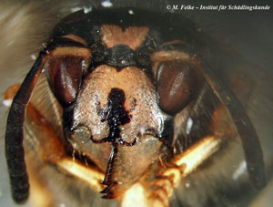 Abbildung 2: Auf dem Stirnschild der Sächsischen Wespe (Dolichovespula saxonica) befindet sich ein dunkles, dreizackiges Zeichnungselement