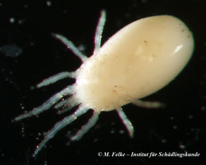 Abb. 2: Ventralansicht einer Nymphe der Schafzecke (Dermacentor marginatus)