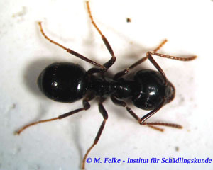 Lasius fulginus Abbildung 1: Eine korrekte Ameisenbestimmung ist Grundlage einer erfolgreichen Ameisenbekämpfung - Informationen zum Thema liefert unser Seminar Ameisenbestimmung