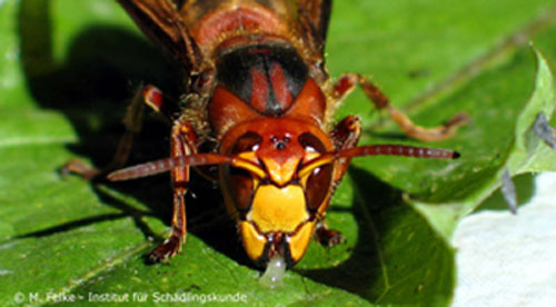 Abbildung 2: Die Hornisse (Vespa crabro) steht in Deutschland unter besonderem Naturschutz. In unserem Seminar Umsiedeln von Wespen und Hornissen erklären wir Ihnen, wie Hornissenvölker fachmännisch umgesiedelt werden können.