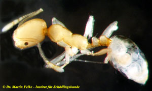 Abbildung 2: Die Pharaoameise (Monomorium pharaonis) muss anders bekämpft werden als z. B. die Braune Wegameise (Lasius brunneus). Eine korrekte Ameisenbestimmung ist daher Grundlage einer erfolgreichen Ameisenbekämpfung.