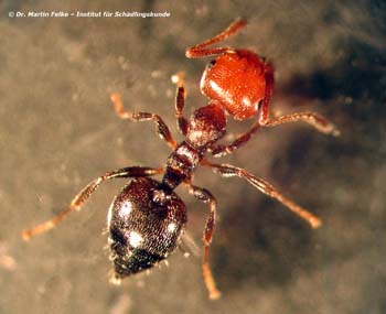 Abbildung 1: Crematogaster scutellaris - die Kippleibameise - ist eine sehr auffällig gefärbte Ameisenart
