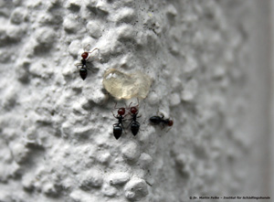 Abbildung 7: Der Fraßköder Lasa. Gel TM 30 erregte zwar die Aufmerksamkeit der Ameisen, wurde aber nicht gefressen