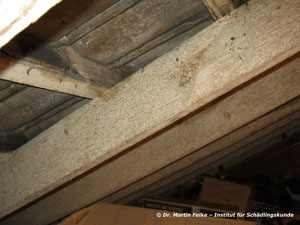 Abbildung 2: Auf dem Dachboden wurde zur Bekämpfung der Raupen des Weißgrauen Flechtenbärchens (Eilema caniola) ein Pyrethrum-Präparat im Kaltnebel-Verfahren ausgebracht