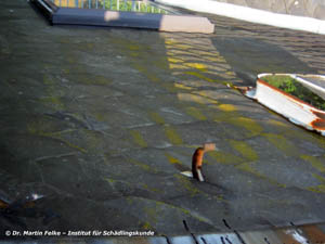 Abbildung 4: Die Flechten wurden ebenso wie die auf dem Dach wachsenden Grünalgen mechanisch entfernt um den Raupen des Weißgrauen Flechtenbärchens (Eilema caniola) die Nahrungsgrundlage zu entziehen