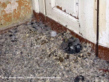 Abbildung 3: Die Nestlinge von Straßentauben (Columba livia domestica) müssen zwangsläufig verhungern, wenn ihre Eltern getötet wurden