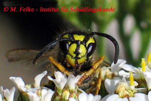 Abbildung 2: Die Gewöhnliche Wespe (Paravespula vulgaris) hat auf dem Stirnschild eine ankerförmige Zeichnung