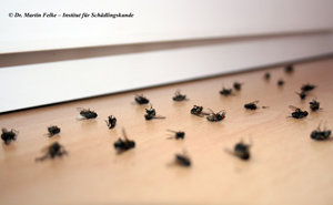 Abbildung 4: Von den toten Fliegen können sich unter anderem die Larven des Teppichkäfers oder anderer Anthrenus-Arten ernähren